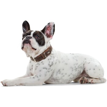 Ein Französischer Bulldogge mit schwarz-weißer Fellfarbe, der ein braunes Halsband trägt, liegt und aufmerksam nach oben schaut.