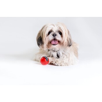Kleiner flauschiger weißer und hellbrauner Hund liegt mit einem roten Ballspielzeug mit Zahndesign auf weißem Hintergrund.