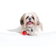 Kleiner flauschiger weißer und hellbrauner Hund liegt mit einem roten Ballspielzeug mit Zahndesign auf weißem Hintergrund.