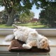 Eine flauschige weiße Katze liegt auf einem braunen Haustierbett am Fenster und sonnt sich, während eine grüne Landschaft draußen sichtbar ist.