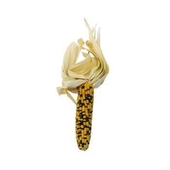 Ein einzelner Kolben bunter Maiskörner mit gelben, schwarzen und braunen Körnern, teilweise von getrockneten Hüllen bedeckt, auf einem weißen Hintergrund.