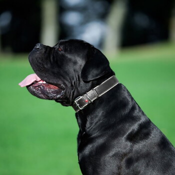 Zijaanzicht van een grote zwarte hond die hijgt met uitgestoken tong, draagt een bruine leren halsband tegen een onscherpe groene achtergrond