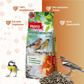 Ein großer Haufen Sonnenblumenkerne mit schwarz-weißen gestreiften Schalen, der ihre natürliche Textur und Form zeigt.