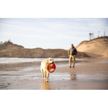 Ein Golden Retriever trägt fröhlich einen roten Frisbee entlang eines sandigen Strandes, mit einer Person im Hintergrund, die die Landschaft genießt.