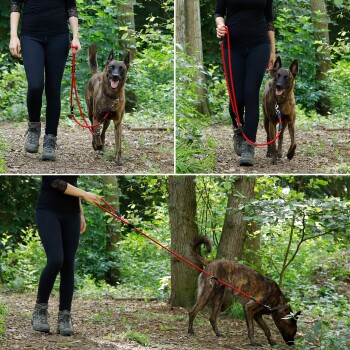 Eine Frau in schwarzen Leggings und einem langärmligen Oberteil führt einen glücklichen gestromten Hund an einer roten Leine durch ein grünes Waldgebiet.