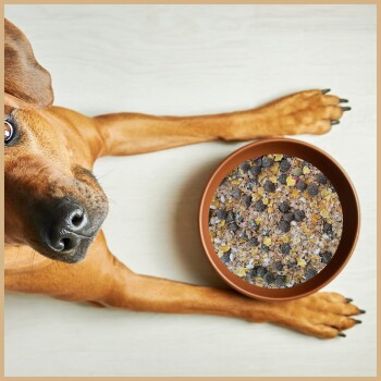 Golden Retriever frisst aus einer Metallschale auf einem weißen Boden mit deutschem Text über frisches Fleisch und Hundefutter.