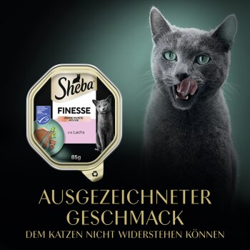 Eine graue Katze leckt sich die Lippen neben einer Sheba Finesse Katzenfutterpackung, die "mit Lachs" und den Text "AUSGEZEICHNETER GESCHMACK" zeigt.