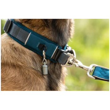 Nahaufnahme eines braunen Hundes mit blauem Halsband, Metallanhänger und angebrachtem blauem Leinenclip.