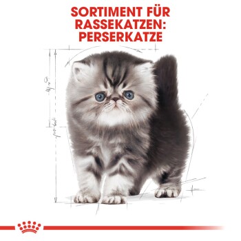 Illustration einer flauschigen persischen Katze mit großen blauen Augen, begleitet von dem Text "SORTIMENT FÜR RASSEKATZEN: PERSERKATZE" oben.