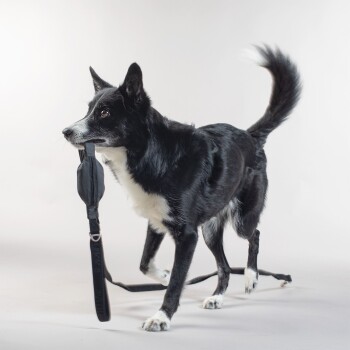 Visibility Leash dark dunkelgrau 2 cm