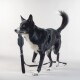 Visibility Leash dark dunkelgrau 2 cm