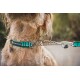 Nahaufnahme des Halses eines Hundes, der ein grün-blau gestreiftes Halsband von Ruffwear trägt, das an einer silbernen Kettenleine befestigt ist.