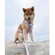 Shiba Inu mit hellviolettem Geschirr und Leine, auf Treibholz hockend vor bewölktem Himmel.