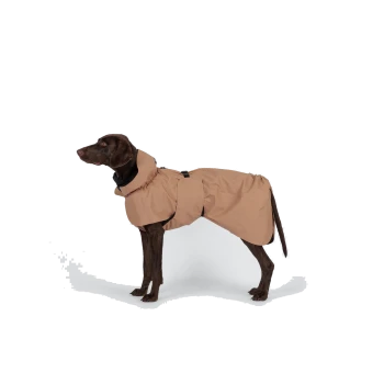 Schokoladenbrauner Hund in sandfarbenem, wasserdichtem Mantel mit Kapuze und Bauchriemen, Seitenansicht vor schlichtem weißem Hintergrund.