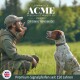 Mann in Outdoor-Ausrüstung benutzt eine Pfeife, um einen sitzenden braun-weißen Hund auf einer Wiese zu trainieren, mit ACME Specialist Whistles Logo.