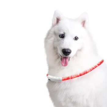 Ein flauschiger weißer Hund mit einem leuchtend roten Halsband und einem weißen Gerät, das angebracht ist, zeigt ein stilvolles Haustierzubehör.