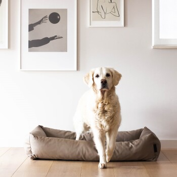 Ein Golden Retriever steht vor einem stilvollen, beigen Hundebett, mit modernen Kunstdrucken, die an der Wand dahinter hängen.