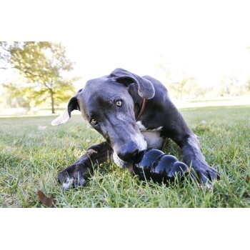 Grote grijze hond met een halsband kauwt op een zwart kong-achtig speeltje terwijl hij op het gras ligt in een zonnig park.