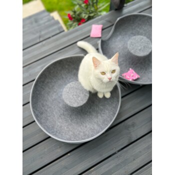 Weiße Katze sitzt in einem grauen Filz-Katzenbett auf einem Holzdeck mit rosa Katzenminzspielzeug in der Nähe.