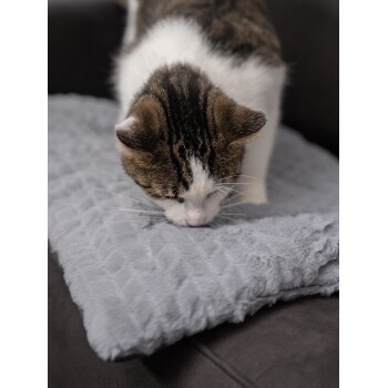 Eine Nahaufnahme einer getigerten Katze, die eine weiche, graue Haustierdecke auf einem dunklen Sofa schnüffelt.