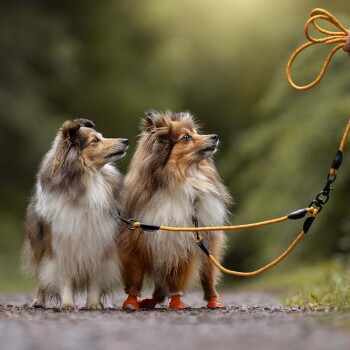 Zwei flauschige Hunde, einer mit orangefarbenen Stiefeln, stehen auf einem Weg in einem grünen Park und schauen aufmerksam auf eine Person, die eine Leine hält.