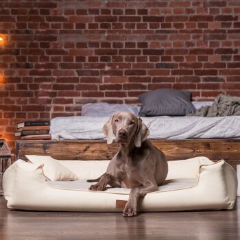 Weimaraner Hund liegt auf einem cremefarbenen Haustierbett in einem gemütlichen Raum mit Backsteinwand und Holzbett im Hintergrund.