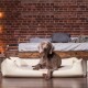 Weimaraner Hund liegt auf einem cremefarbenen Haustierbett in einem gemütlichen Raum mit Backsteinwand und Holzbett im Hintergrund.