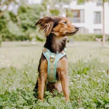 Ein kleiner Hund sitzt in einem grasbewachsenen Bereich und trägt ein hellblaues Geschirr mit einem bunten, gemusterten Riemen.