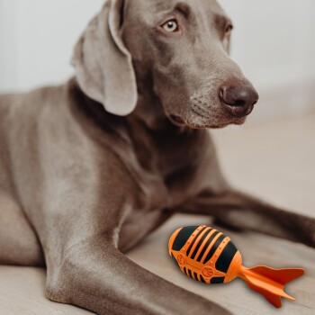 Ein grauer Hund ruht auf einem Holzboden neben einem orangefarbenen und schwarzen fischförmigen Spielzeug. Der aufmerksame Ausdruck des Hundes deutet auf Neugier hin.