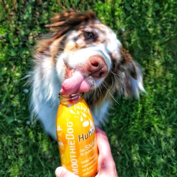 Ein glücklicher Hund leckt eine orangefarbene Flasche mit der Aufschrift 'Smoothie Dog Huhn', während eine Person sie hält, umgeben von grünem Gras.