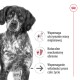Zbliżenie poważnego brązowo-białego psa z polskim tekstem o korzyściach: utrzymanie mięśni, naturalne obrony i wsparcie witalności.