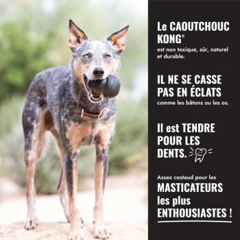 Blue heeler tenant un jouet KONG noir ; panneau de droite : « Le CAOUTCHOUC KONG » et texte en français indiquant qu'il est non toxique et respectueux des dents