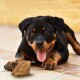 Ein verspielter Rottweiler-Welpe mit glänzendem schwarz-braunem Fell liegt auf einem gefliesten Boden, lächelt mit herausgestreckter Zunge neben einem kleinen Stück Holz.