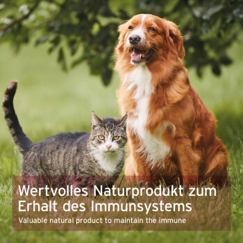 Braun-weißer Hund mit getigerter Katze auf Gras; Banner enthält deutschen Text über ein natürliches Produkt für die Unterstützung des Immunsystems.