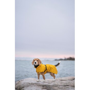 Ein Beagle, der einen leuchtend gelben Regenmantel trägt, steht an einem felsigen Ufer, mit einem ruhigen Gewässer und bewölktem Himmel im Hintergrund.
