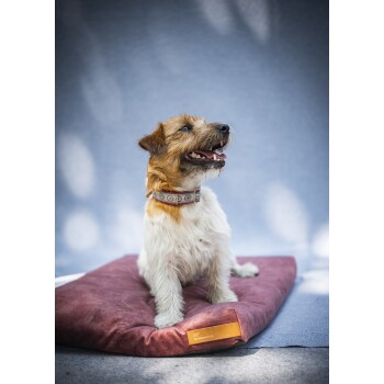 Ein glücklicher, zotteliger Hund mit einem braun-weißen Fell sitzt auf einem burgunderfarbenen Haustierbett, trägt ein buntes Halsband, vor einem sanften blauen Hintergrund.