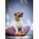 SoftPet Matratze rot XL