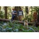 Ein Hund sitzt auf dem Waldboden, umgeben von Farnen, während zwei Personen auf einem umgefallenen Baumstamm im Hintergrund gehen.