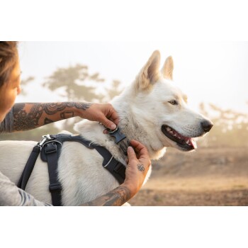 Eine Person mit Tattoos passt ein Geschirr an einen weißen Hund in einer natürlichen Umgebung an, mit sanftem Sonnenlicht und verschwommenen Bäumen im Hintergrund.