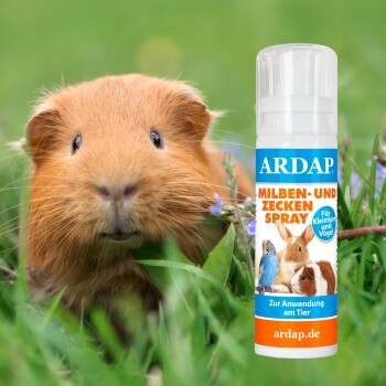 Eine Nahaufnahme eines braunen Meerschweinchens im grünen Gras, neben einer Flasche ARDAP Milben- und Zecken Spray für Kleintiere und Vögel.