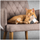 Eine orange getigerte Katze entspannt sich auf einem modernen, gepolsterten braunen Sessel und hält ein kleines Kissen mit schwarz-weißen Mustern.