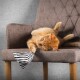 Eine orange getigerte Katze rollt verspielt auf einem braunen Stuhl und hält ein schwarz-weiß gestreiftes Spielzeug mit ihrer Pfote fest.