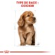 Illustration d'un chiot Cocker Spaniel, présentant un pelage doré duveteux et une posture joueuse, avec le texte 'TYPE DE RACE : COCKER' au-dessus.