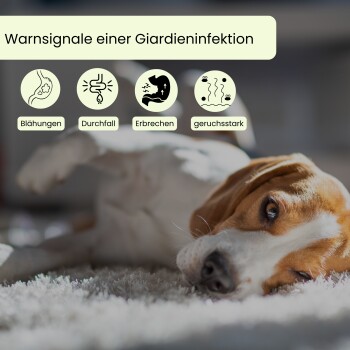 Ein Hund liegt auf einem Teppich mit Symbolen und deutschem Text, der Warnzeichen einer Giardia-Infektion zeigt: Blähungen, Durchfall, Erbrechen und starker Geruch.