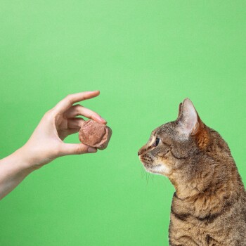 Getigerte Katze blickt auf eine Menschenhand, die ein rundes braunes Katzenleckerli vor grünem Hintergrund hält.