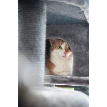 Chat orange et blanc aux yeux verts émergeant de la cachette d'un arbre à chat recouvert de moquette grise.