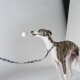 Ein Greyhound mit gestromtem Fell schaut nach oben zu einem weißen Ball in der Luft, während er eine blau gemusterte Leine trägt.