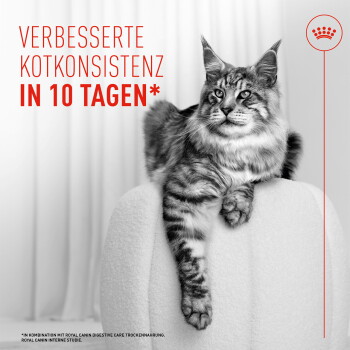 Schwarzweißaufnahme einer langhaarigen getigerten Katze, die über einen Stuhl hängt; Text 'VERBESSERTE KOTKONSISTENZ IN 10 TAGEN*' und Royal Canin-Logo