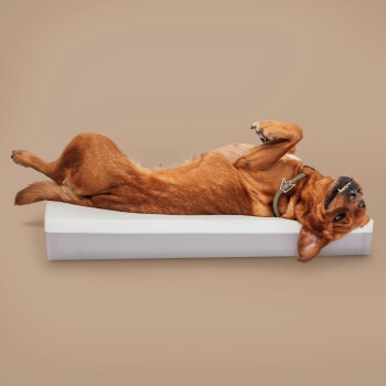Brauner Hund liegt auf dem Rücken auf einem zweilagigen Schaumstoff-Haustierbett vor beigem Hintergrund.