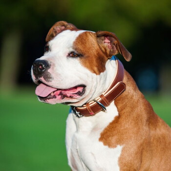 Bruin-witte pitbullachtige hond met een bruine leren halsband met metalen gesp op een vaag groen gazon.
